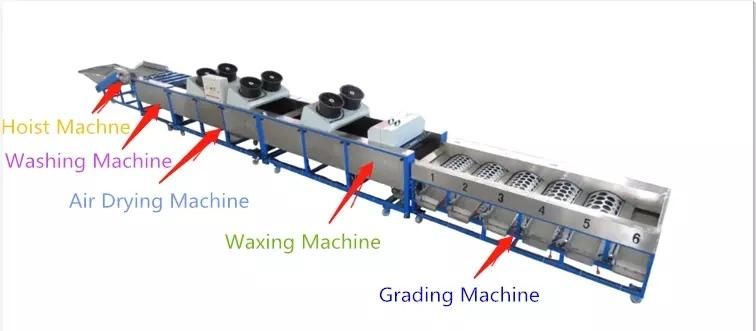 Automatic Vegetable Fruit Peach Orange Mango Size Sorting Food Grading Machine