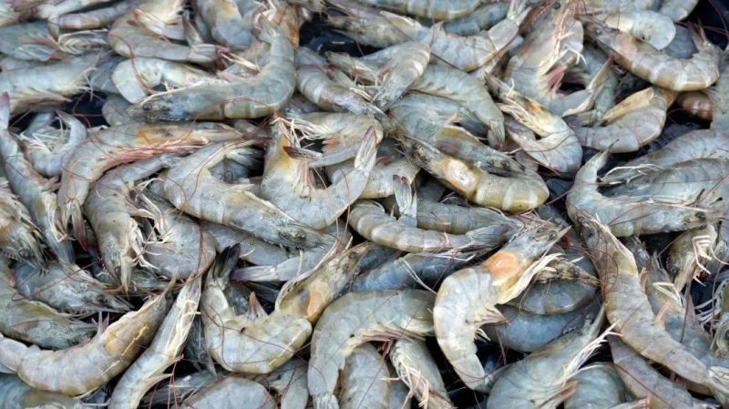 Seafood Steam Blanching Machinery Shrimp Boiling Machine