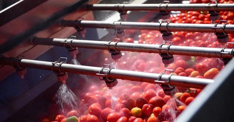 Vegetable Washing Machinery 1000kg Tomato Washing and Drying Machine