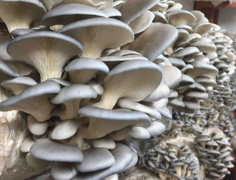 Industrial Vegetables Food Dehydrator Machine Oyster Mushroom Dryer