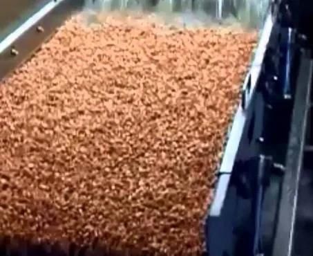 Bubble Ozone Conveyor Washing Machine High Pressure Washer Cocoa Bean Cleaning Machine