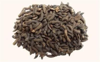 Microwave Black Water Soldier Fly Larva Dehydration Machine