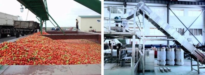 Dried Mango/ Mango Drying Mchine/ Dried Machine for Mango