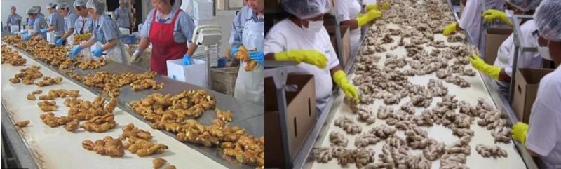Ginger Rotary Washer Root Vegetable Washing Machine