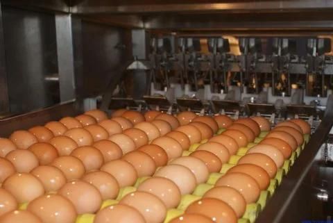 Rotary Type Yolk and White Separating Commercial Egg Breaking Machine