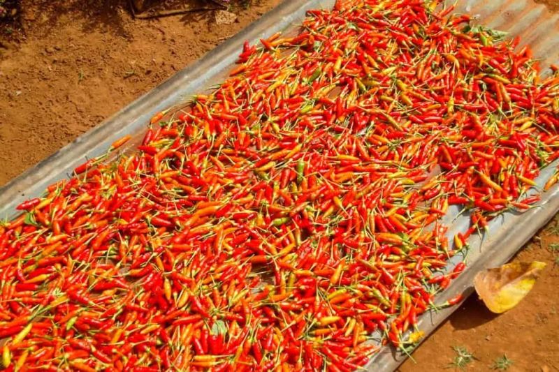 Chilli Pods Washing Machine Chili Pepers Chilli Cleaning Machine