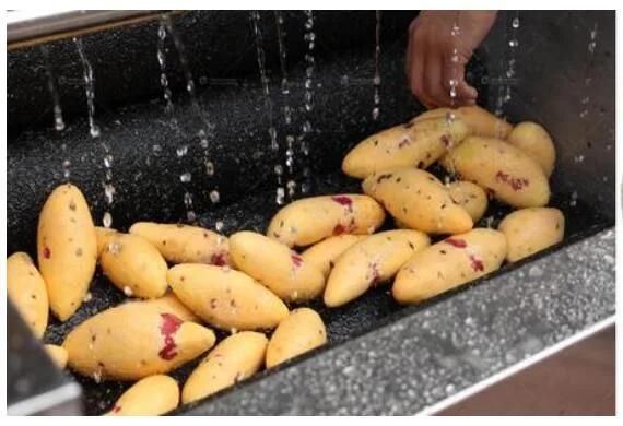 Root Vegetable Washing and Peeling Machine Sweet Potato Peeler