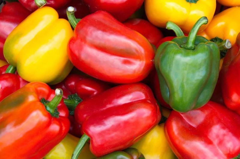 High Pressure Vegetable Washer Machines Pepper Washing Machine