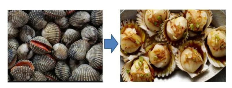 Seafood Scallop Continuous Blanching Machine