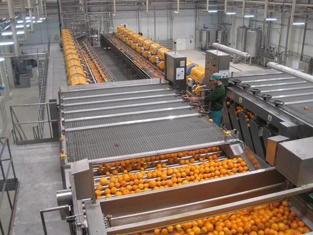 Mango juice production machine stainless steel belt press extractor