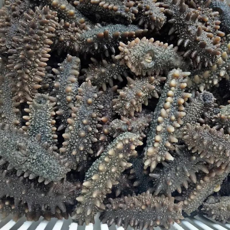 Trays Food Dehydrator Commerical Sea Cucumber Drying Machine