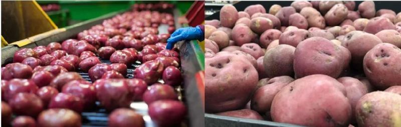 300 Kg/H Restaurant Electric Industrial Potato Beet Peeling Machine