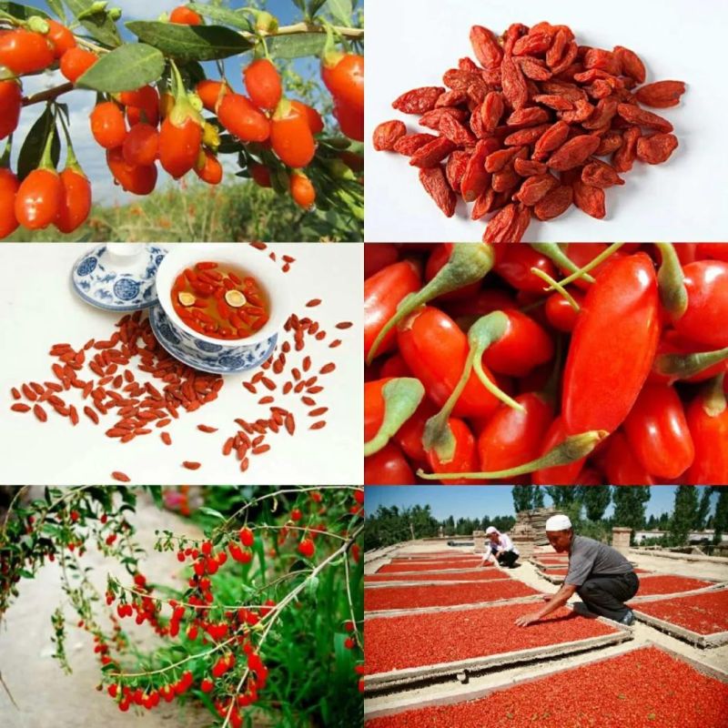 Nutritious Wolfberry (Chineses Goji) Processing Machine for Drying Goji or Make Goji Juice