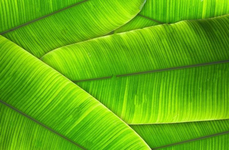 Automatic Banana Leaves Washer or Washing Machine