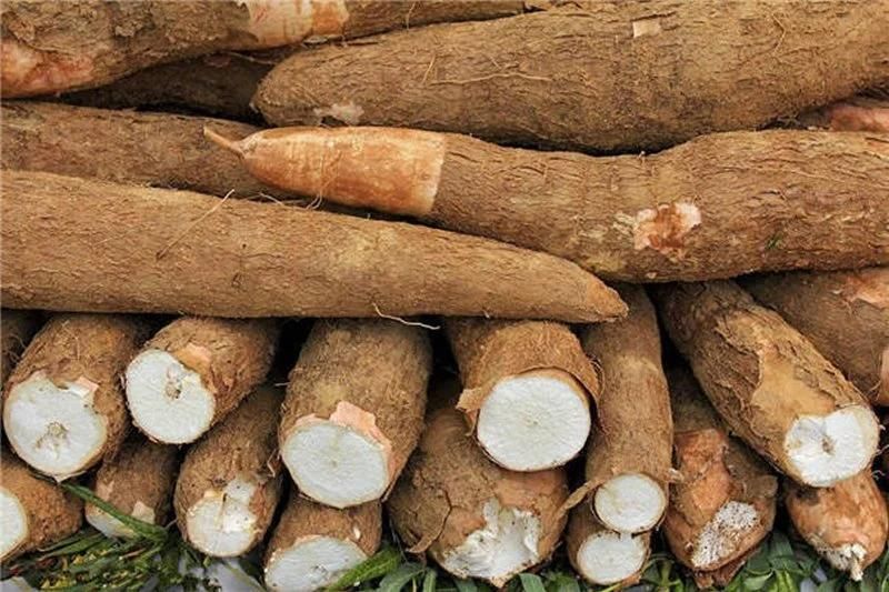 High Efficiency Cassava Starch Processing Equipment