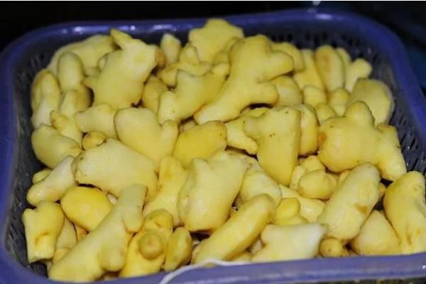 Industrial Ginger Washing and Peeling Machine