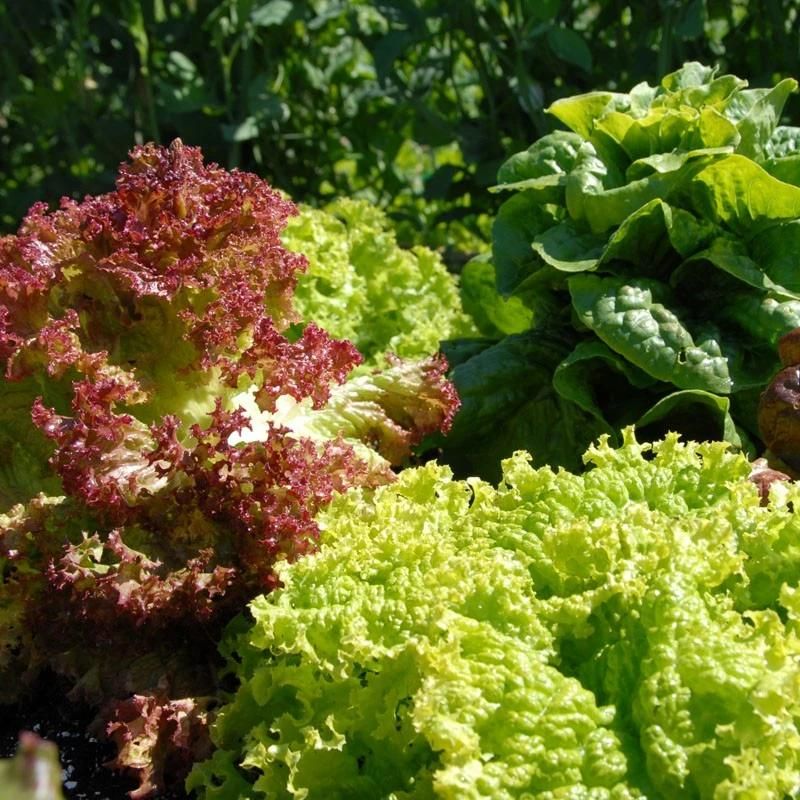 Vegetable Washing Machine Convayer Vegetables Washing Machine for Lettuce Celery
