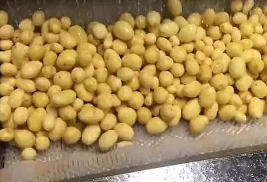 Potato Washing and Peeling Machine Continuous Potato Peeler