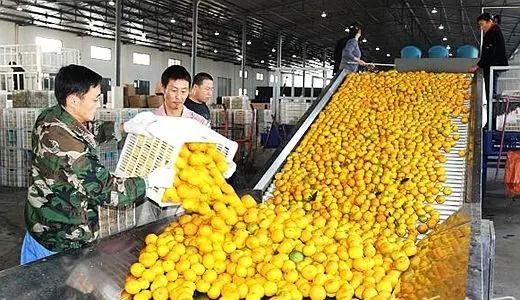 Good Quality Orange Powder Production Plant