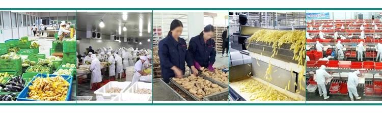 Beet Peeling and Washing Cleaning Machinery Beetroot Peeler Machine