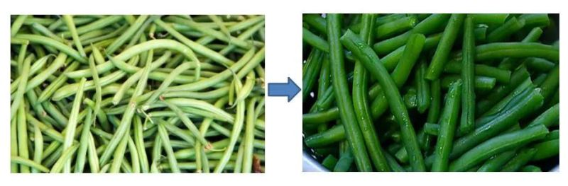 Green Beans Blanching Machine Vegetable Processing Line