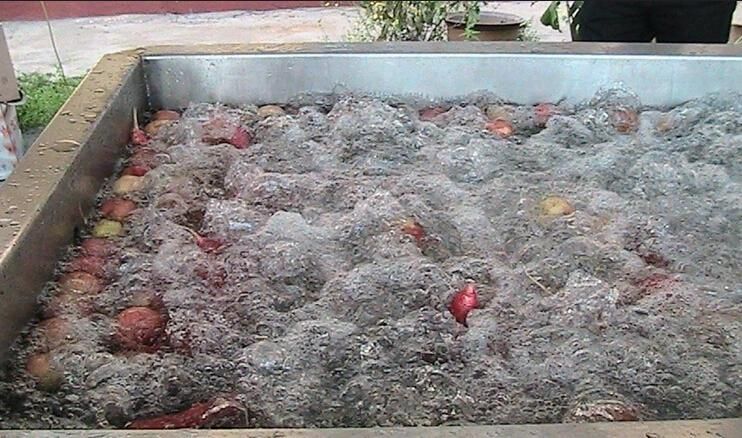 Food Processing Machinery Fruit Sorting Grading Washing Equipment