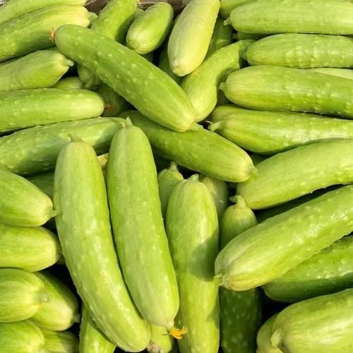 Vegetables Washing Machine Brush Roller Washing Machinery Gherkin Washer