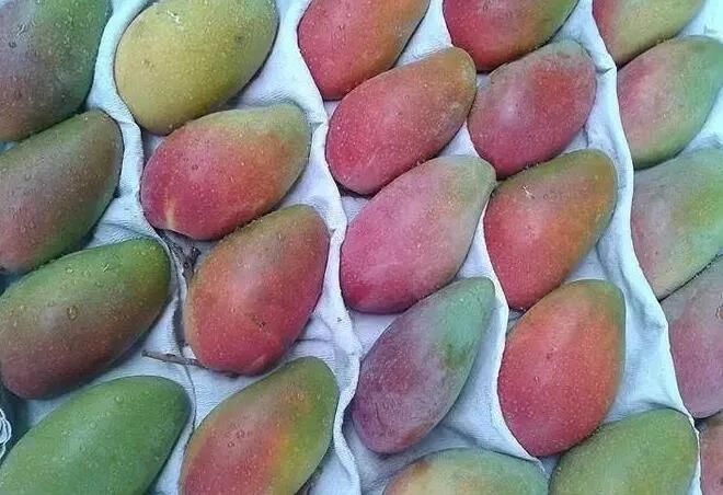 Continuous Commercial Fruits Washing Brush Roller Mango Fruit Washer Machine