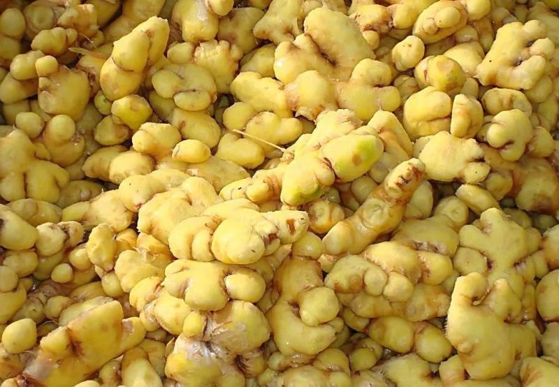 Brush Roller Peeling Machines Pickled Ginger Washing Machine