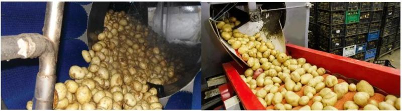 Continuous Taro Potato Washing Peeling Machine