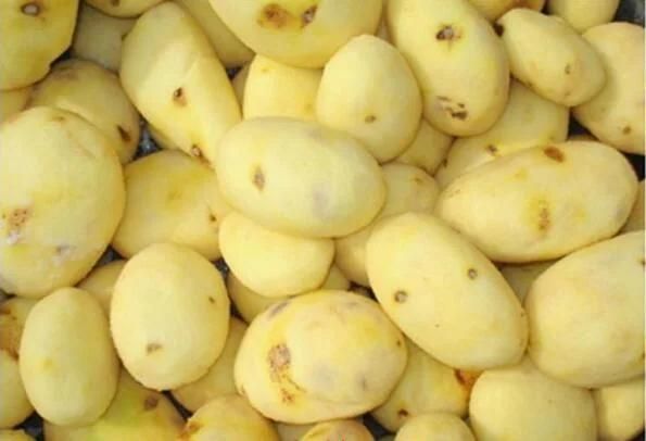 Vegetable Fruit Brush Washing Machine Industrial Potato Peelers