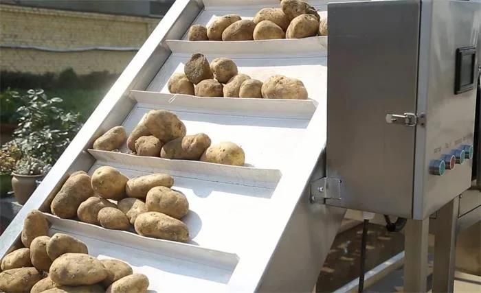 Potato French Fries Processing Machine with 2000kg/H Capacity