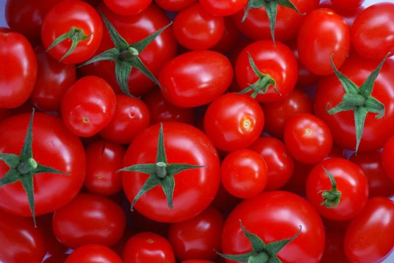 Vegetable Washing Machinery 1000kg Tomato Washing and Drying Machine