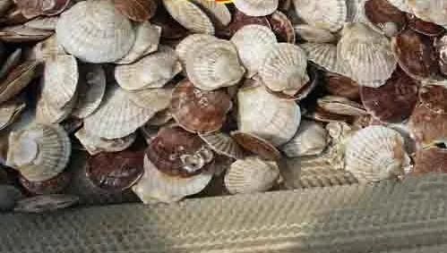 Food Cleaning Brush Washing Machine Shellfish Washing Machine
