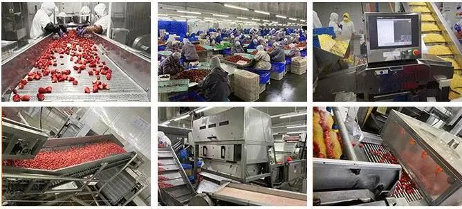Quick Frozen Cherry Machine Frozen Cherry Processing Line