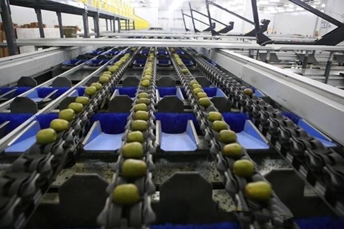 Complete Pure Kiwi Fruit Powder Making Line