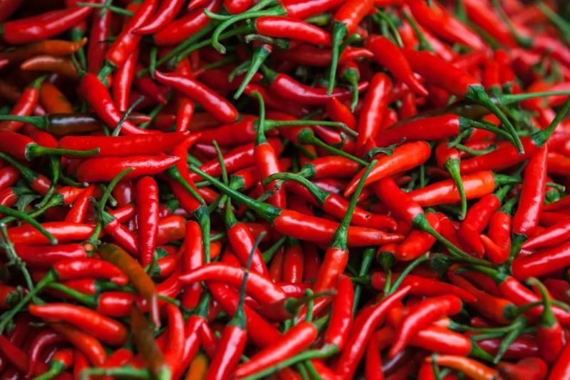 Vegetable Washer Vegetables Rinsing Machinery Chili Pepper Bubble Washing Machine