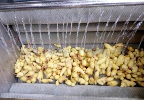 Brush Peeling Machine Gingers Cleaning Machines Ginger Washer