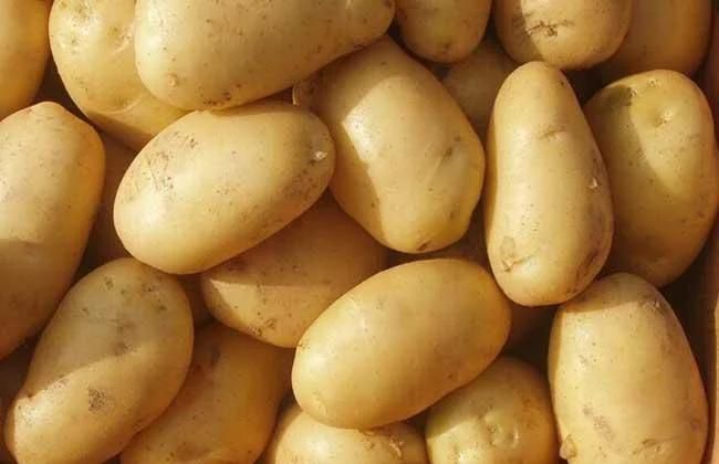 Brush Roller Type Batch Potato Washing Peeling Machine