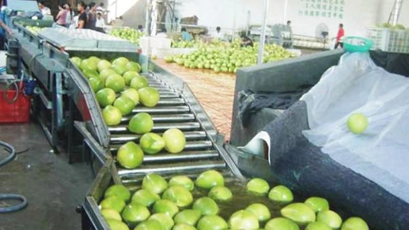 Bubble Type Vegetable Leaf Spinach Washing Machine