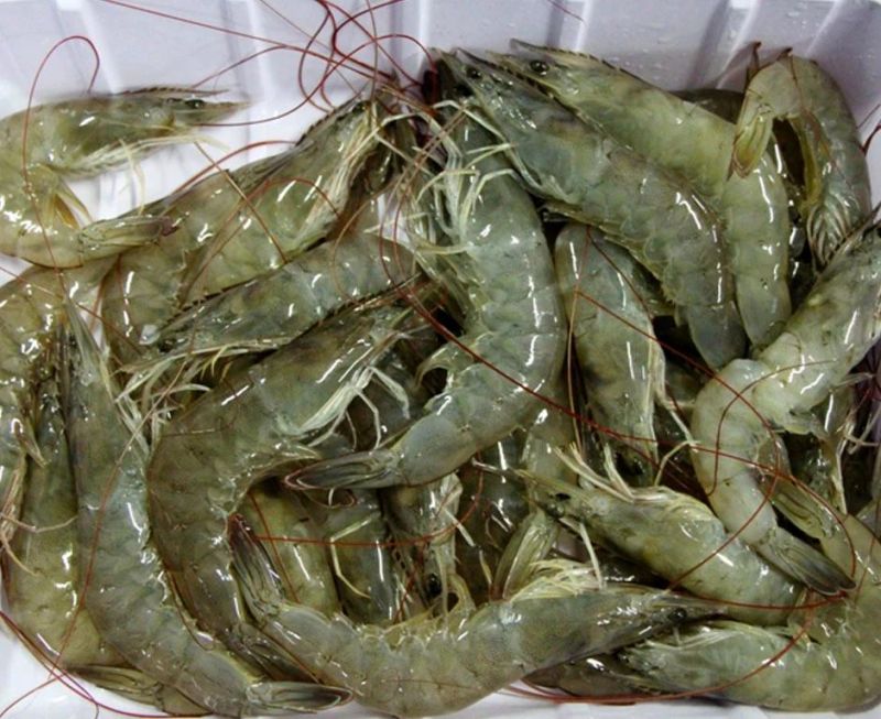 Steam Blanching and Precooking Machine Shrimp Boiling Machine
