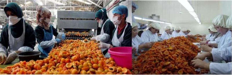 Yellow Peach Washing Machine Peach Can Processing Line