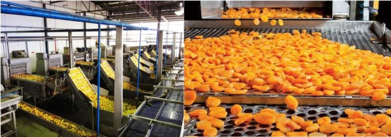 Yellow Peach Washing Machine Peach Can Processing Line