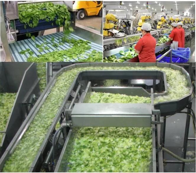 Vegetable Washing Dewatering Blanching and Cooling Line