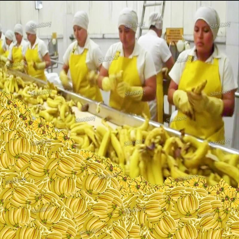 Banana Wine Processing Line/Banana Juice Processing Line/Banana Processing Machine
