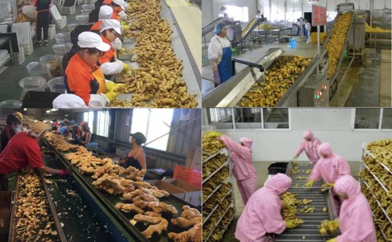 1000kg /H Fresh Ginger Washing and Peeling Machine