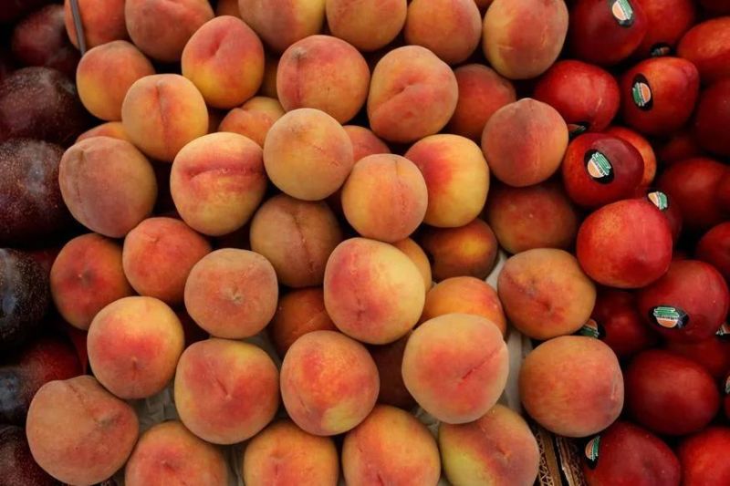 Drying Plant Vegetable Fruit Drier Machines Stainless Steel Peach Drying Machine