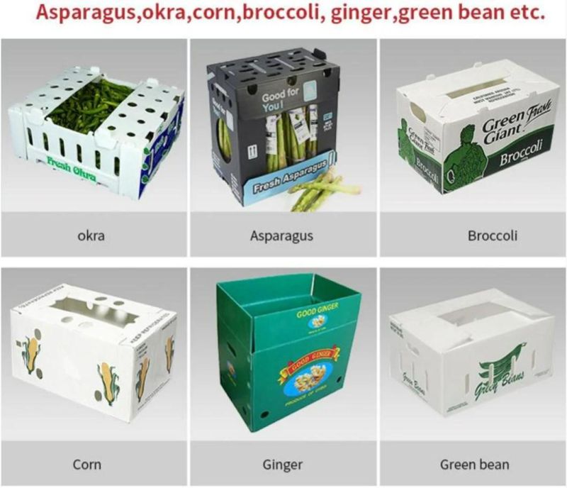 PP Corrugated Hollow Sheet Board Extrusion Machine Be Used in Making Plastic Fruit Seafood Carton Corrugated Box