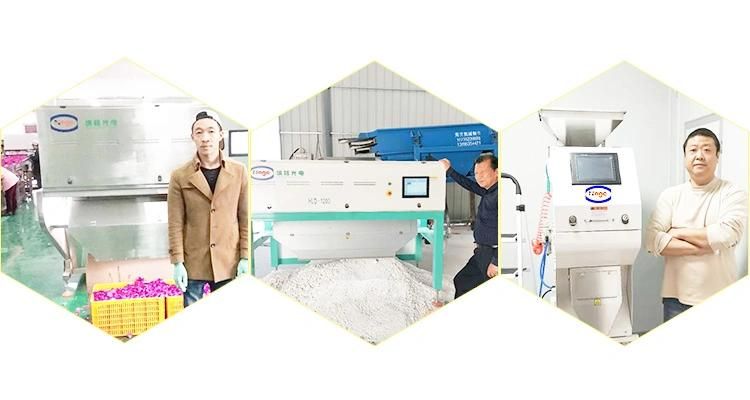 Belt Type Cashew Nut Colour Sorter Machine Nut Processing Machine